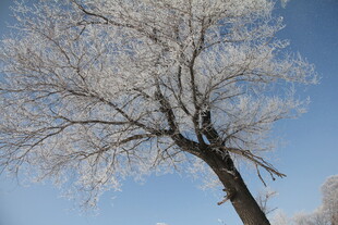 冬日银枝冰雪覆的树 长白山