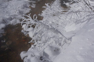 雪覆树枝 冬日自然景致 长白山