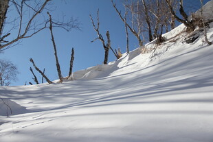 冬日雪坡 枯树挺立 长白山