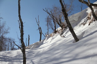雪覆枯树的冬日景致 长白山