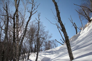 冬日雪林景致 长白山