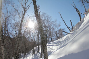 冬日雪林 阳光洒落美景 长白山