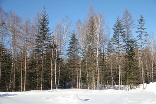 冬日雪林景观 长白山
