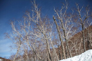 冬日枯树雪景 长白山