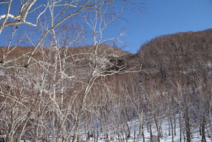 冬日雪覆山林景致 长白山