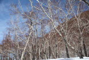 冬日雪林 枯树挺立 长白山