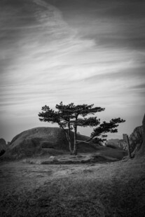 孤树屹立于旷野