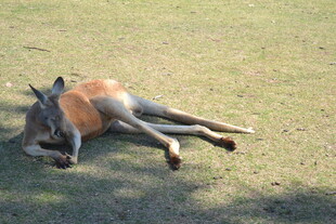 草地上休憩的袋鼠