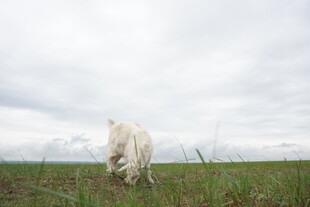 草原上的白色骏马