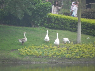 湖畔白鹅漫步于绿植间