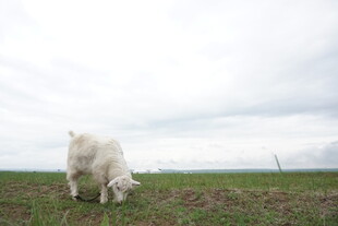 草原上的白色山羊