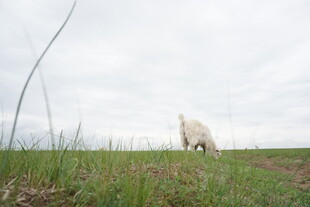 草原上的孤独小羊羔
