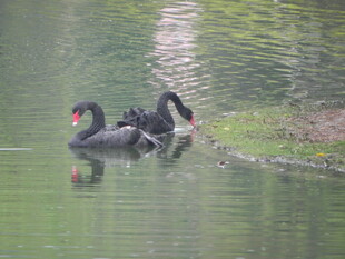 水中双鸟相依相伴
