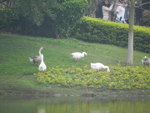 湖畔白鹭栖息于绿草地