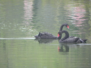 湖面上的两只黑天鹅