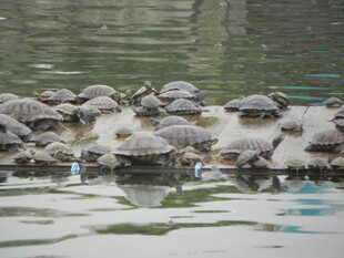 一群乌龟在水边聚集