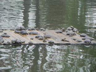 木筏上的乌龟群