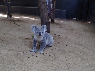 树下坐着的可爱考拉