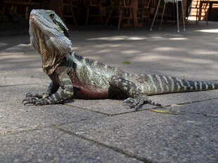 户外休憩的蜥蜴