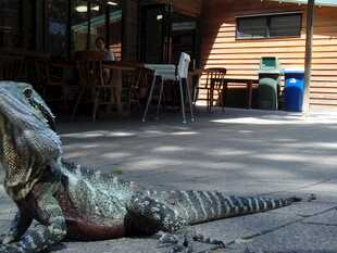 户外逼真的蜥蜴雕塑