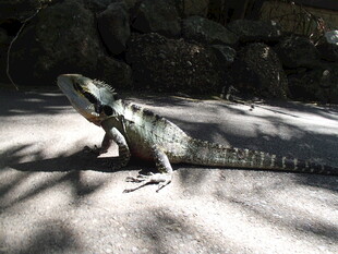 阳光下的绿鬣蜥