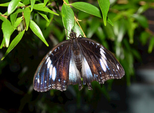 绿叶间的斑斓蝴蝶