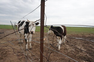 围栏边的黑白花奶牛