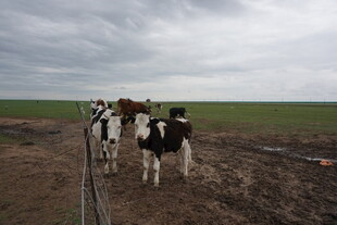 田野中的几头奶牛