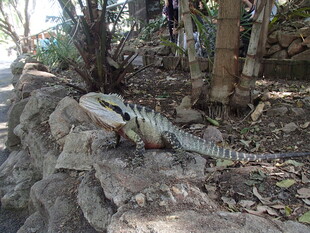 岩石上的多彩蜥蜴