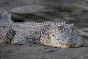 岸边休憩的鳄鱼