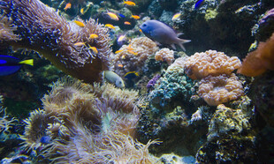 海底斑斓珊瑚景观