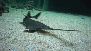 海底游动的黑色魟鱼