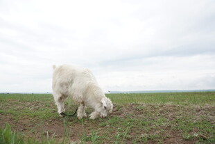 田野中亲昵互动的两只白狗