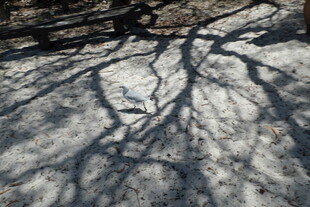 地面上斑驳的树枝阴影