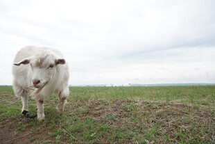 田野中的白色绵羊