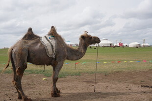 草原上的骆驼
