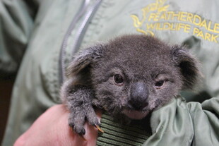 可爱小考拉被温柔捧在手心