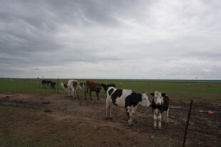 草原上的黑白花奶牛群