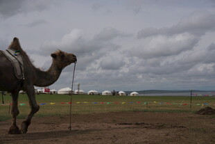 草原上行走的单峰骆驼