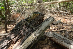 森林中栖息的蜥蜴