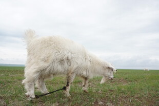 草原上低头吃草的白山羊