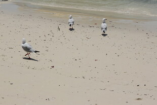 沙滩上漫步的几只海鸥