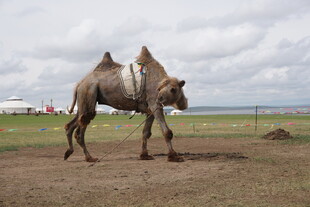 草原上的双峰骆驼