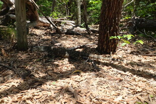 森林中的地面与树木景象