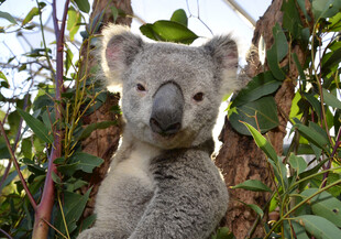 树上的可爱考拉