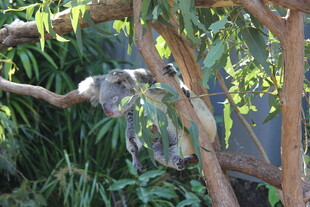 树上的考拉与多彩鹦鹉