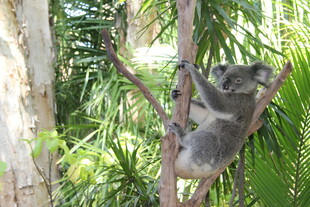 考拉攀于林间树枝