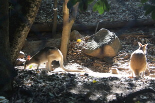 野外环境中的几只袋鼠