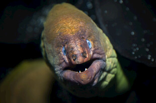 张着嘴的海鳗特写