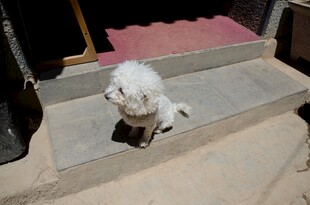 台阶上的白色小狗